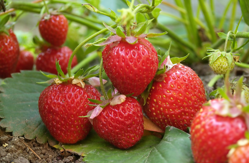 恒譜生：專業(yè)水果檢測，守護舌尖上的安全！